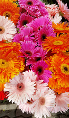 Pink and Orange Gerbera Flowers Background 