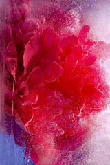 Background of  pink peony  flower    in ice   cube with air bubbles.