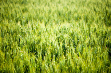 wheat, flour, bread, ears with yellow and green reflections. the most important wheat producers in the world were China, India, Russia, United States of America, France, Ukraine