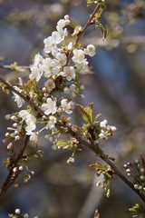 Bäume-Blüten