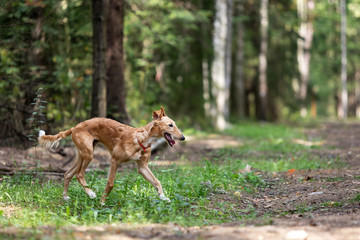 Puppy borzoi walks outdoor at summer day