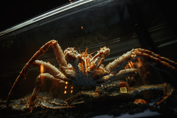 view of large crab in restaurant aquarium