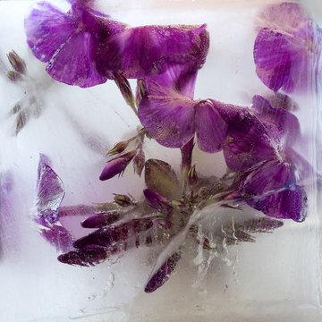 Background of phlox   flower   in ice   with air bubbles.