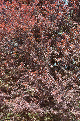 Black Cherry Plum