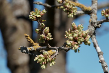 Bäume-Blüten