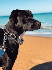 dog on the beach