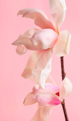 beautiful white magnolia flowers isolated on pink background