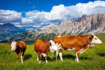 Fototapeta na wymiar Cows in the Alps Mountains, Producing of famous eco milk