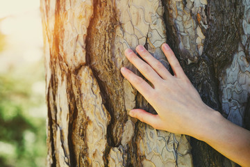 young female hand touching old tree bark at sunrise in summer forest, protect nature, green...
