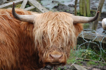 Highland Cow