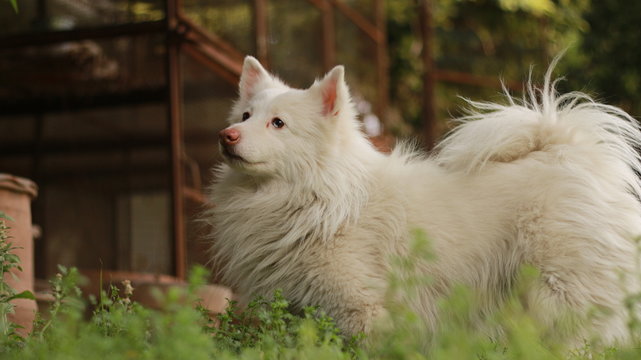 Dog Wallpaper Dog Wallpaper