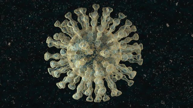COVID-19 virus of human
