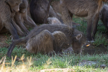 drinking baboon