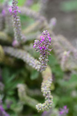 Iranian germander