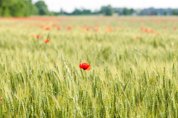 Wheat field a red tulip, with spikes and reflections of sunny yellow and green colors.