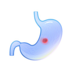 Vector isolated illustration of stomach