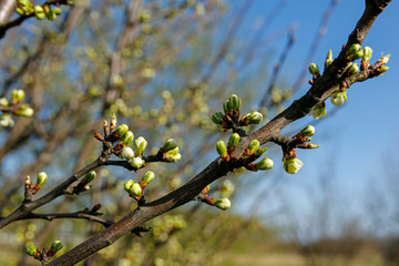 closeup of apple blossom buds