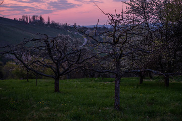 Fototapeta na wymiar Fruit trees in blossom in dawn