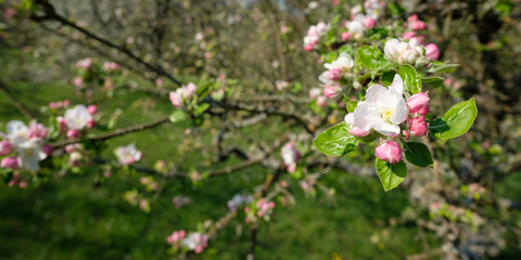 Apple tree blossom white pink in springtime