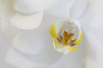 White flowers of Phalaenopsis close-up.