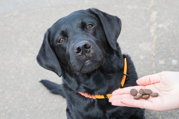 Junger schwarzer Labrador bekommt Leckerlies als Belohnung für gutes Training
