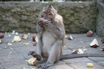 Obraz premium Indonesia