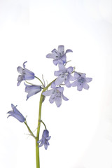Fototapeta na wymiar bluebell springtime wild flower on white background