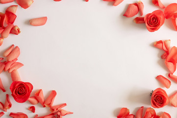 Rose and petals roses on a white background. Overhead top view, flat lay. Copy space.