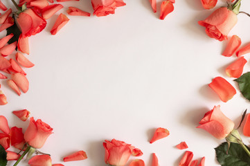 Rose and petals roses on a white background. Overhead top view, flat lay. Copy space.