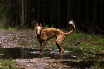 Puppy borzoi walks outdoor at summer day