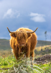 Single Highland Cow with Horns