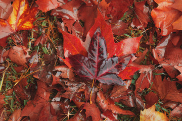 Red autumn leaves