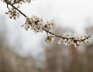 White spring flowers on plum trees
