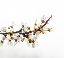 White spring flowers on plum trees
