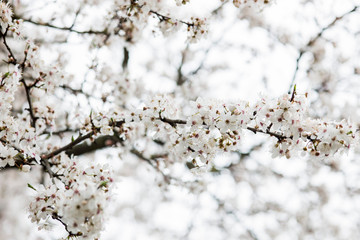 White spring flowers on plum trees

