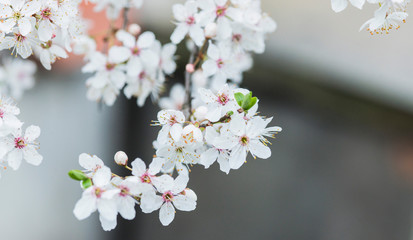 White spring flowers on plum trees

