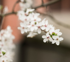 White spring flowers on plum trees
