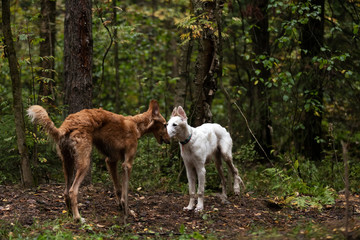Obraz premium Puppy borzoi walks outdoor at summer day