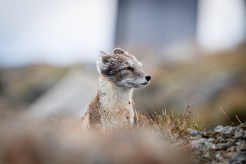 Arctic fox, Dovre, Norway