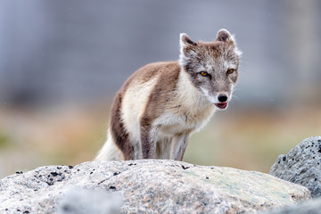 Arctic fox, Dovre, Norway