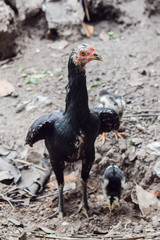 The mother hen is on the lookout for danger while taking the baby for food.The average chicken may live for five to ten years, depending on the breed.
