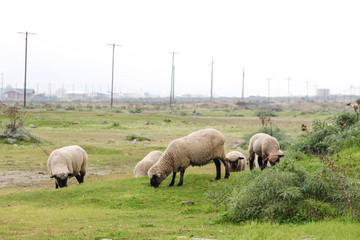 ovejas borregos comiendo 