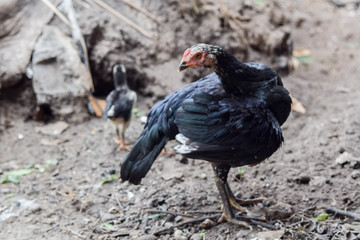 Look back.The mother hen is on the lookout for danger while taking the baby for food.The average chicken may live for five to ten years, depending on the breed.