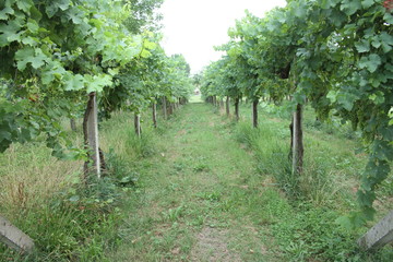 A vineyard in the morning
