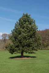 Green Foliage and Cones of an Evergreen Coniferous Austrian Pine or Black Pine Tree (Pinus nigra) Growing in a Garden in Rural Devon, England, UK