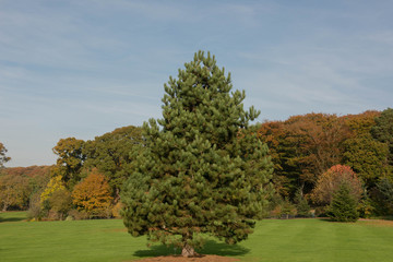 Green Foliage and Cones of an Evergreen Coniferous Austrian Pine or Black Pine Tree (Pinus nigra) Growing in a Garden in Rural Devon, England, UK