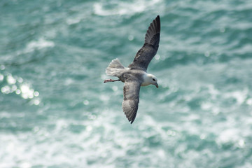 seagull in flight in Newquay Cornwall 