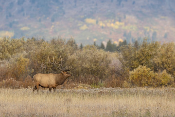 Bull Elk in Wyoming During the Rut in Autumn