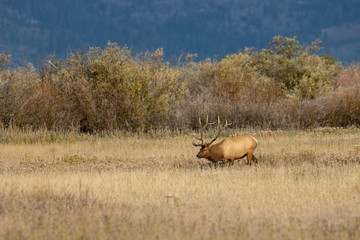Naklejka na ściany i meble Bull Elk in Wyoming During the Rut in Autumn