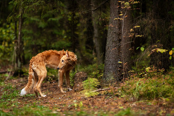 Puppy borzoi walks outdoor at summer day